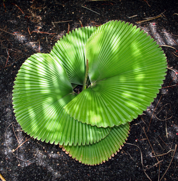 لیکوآلا اربیکولاریس